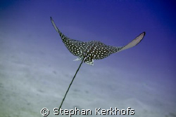 Spotted egale ray taken with 100mm and lucky enough in pe... by Stephan Kerkhofs 